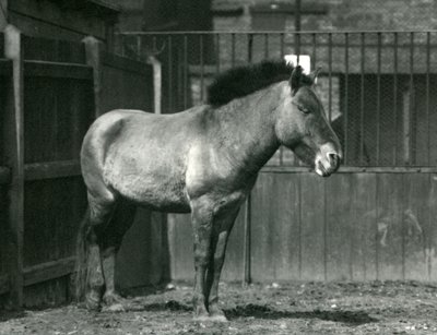Un cheval sauvage de Przewalski en danger debout dans son enclos au zoo de Londres en 1927 - Frederick William Bond
