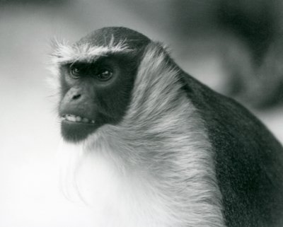 Un singe Roloway en danger au zoo de Londres - Frederick William Bond