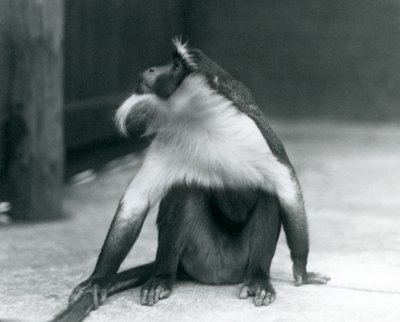 Un singe Roloway en voie de disparition assis par terre, regardant vers le haut, tenant sa queue, Zoo de Londres, 1927 - Frederick William Bond