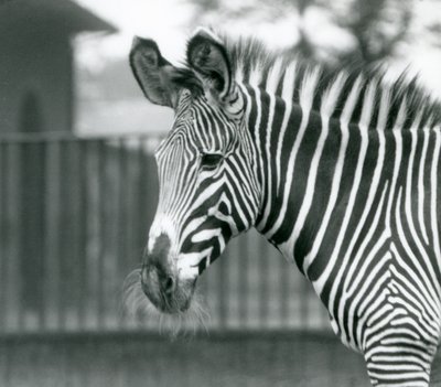 Une femelle/ânesse zèbre de Grévy en danger, Zoo de Londres, juillet 1926 (photo n/b) - Frederick William Bond