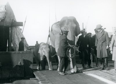 Éléphants asiatiques débarquant d