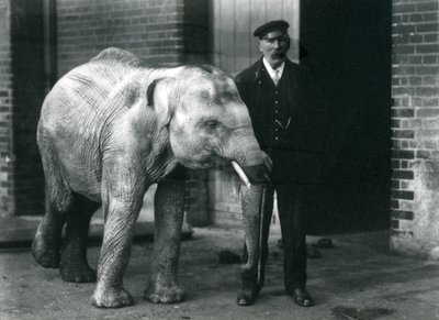 Éléphanteau asiatique avec le gardien Charles Eyles, Zoo de Londres, novembre 1915 - Frederick William Bond