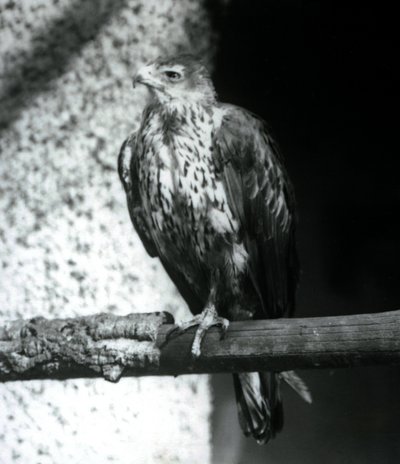 Aigle de Bonelli reposant sur une branche au Zoo de Londres, septembre 1925 - Frederick William Bond