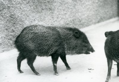 Pécaris à collier au zoo de Londres - Frederick William Bond