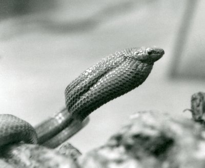 Serpent mangeur d