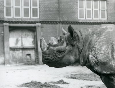 Eliza, une femelle rhinocéros noir, zoo de Londres - Frederick William Bond