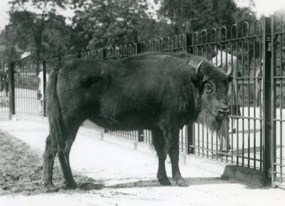 Bison européen 