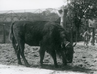 Le bison européen Julia mangeant l