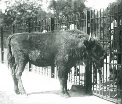 Bison européen 