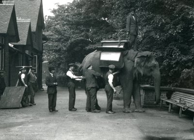 Éléphant d