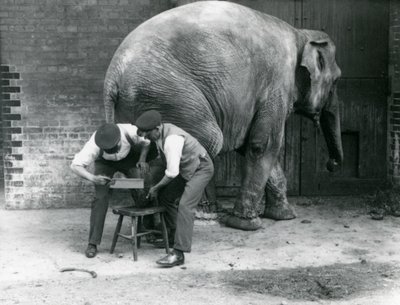 Éléphant Asiatique Femelle Sundermalah se faisant tailler les pieds par ses gardiens au Zoo de Londres, août 1926 - Frederick William Bond