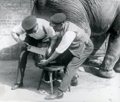 Éléphant Asiatique Femelle Sundermalah se faisant tailler les pieds par ses gardiens au Zoo de Londres, août 1926 - Frederick William Bond