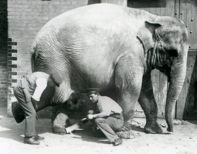 Éléphant Asiatique Femelle Sundermalah se faisant tailler les pieds par ses gardiens au Zoo de Londres, août 1926 - Frederick William Bond