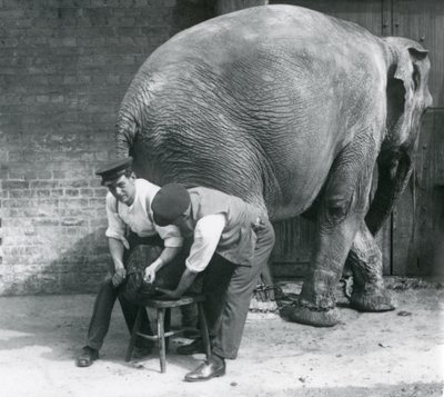 Éléphant Asiatique Femelle se faisant tailler les pieds par ses gardiens au Zoo de Londres, août 1926 - Frederick William Bond