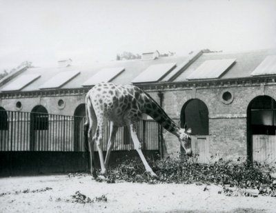 Girafe femelle, 
