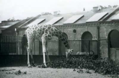 Girafe femelle, 