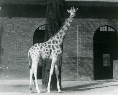 Girafe femelle, 