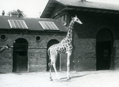 Girafe femelle, Maud, debout dans le paddock à l
