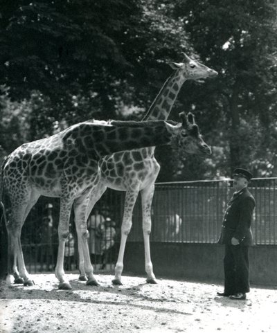 Girafes femelles Maud et Maggie, avec le gardien Ernie Professor Bowman, zoo de Londres, juillet 1924 - Frederick William Bond