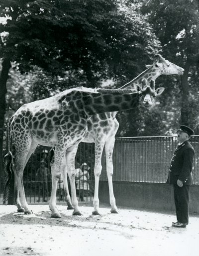 Girafes femelles Maud et Maggie, avec le gardien Ernie Professor Bowman, zoo de Londres, juillet 1924 - Frederick William Bond