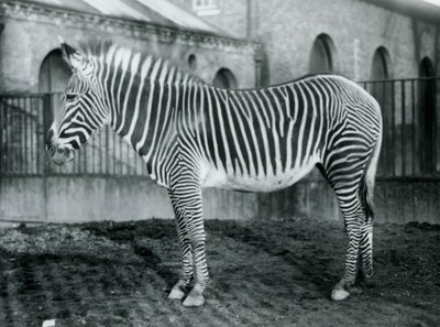 Zèbre de Grévy femelle, Jennie, dans son paddock au Zoo de Londres, 1927 - Frederick William Bond