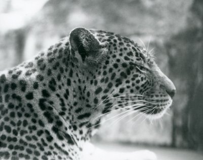 Léopard femelle Daisy au Zoo de Londres en août 1925 - Frederick William Bond
