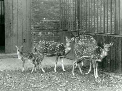 Quatre cerfs Axis, dont un mâle avec des bois et un faon, au zoo de Londres en 1926 - Frederick William Bond