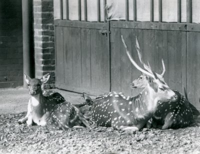 Quatre cerfs axis dont un mâle avec des bois, au Zoo de Londres en 1924 - Frederick William Bond