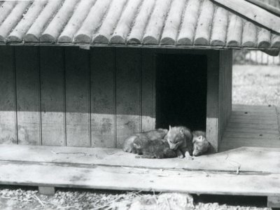 Quatre chiots de coyote reposant à l