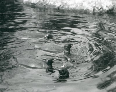 Quatre manchots royaux nageant dans leur bassin au zoo de Londres - Frederick William Bond