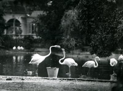 Flamants roses sur leur lac au Zoo de Londres en 1924 - Frederick William Bond