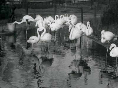 Flamants roses sur leur étang au zoo de Londres, 1926 - Frederick William Bond