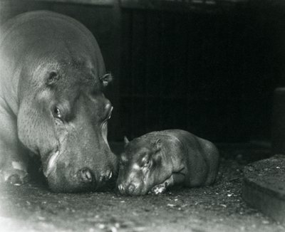 Hippopotame Joan avec son veau mâle Jimmy au Zoo de Londres en mars 1927 - Frederick William Bond