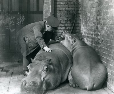 Hippopotames Joan et Jimmy au Zoo de Londres en 1927 - Frederick William Bond