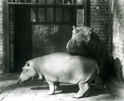 Hippopotames Joan et Jimmy au zoo de Londres en 1927 - Frederick William Bond