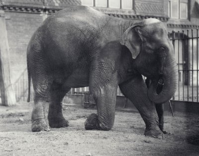 Éléphant indien, Assam Lukhi, agenouillé avec son gardien au zoo de Londres, avril 1914 - Frederick William Bond