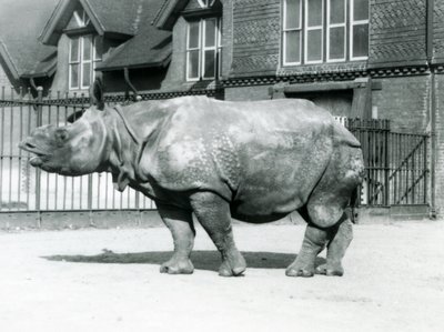 Rhinocéros indien Felix au zoo de Londres - Frederick William Bond