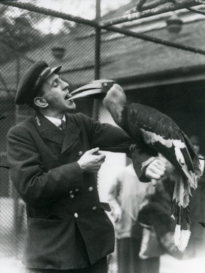Gardien, T. Raggett nourrissant un grand calao indien avec un fruit tenu dans sa bouche. Zoo de Londres 1924 - Frederick William Bond
