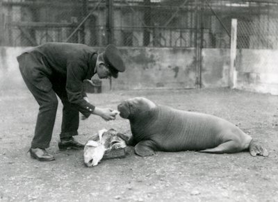 Gardien, Arthur Chandler, nourrissant un jeune morse avec du poisson, Zoo de Londres, 1924 - Frederick William Bond