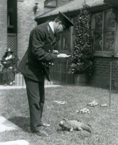 Gardien Collins sur une pelouse au zoo de Londres avec un iguane des rochers nuageux en laisse, zoo de Londres, 1924 - Frederick William Bond