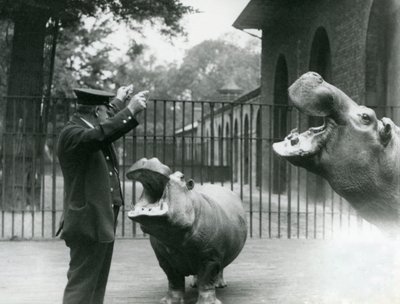 Le gardien Ernie Bowman avec les hippopotames Bobbie et Joan au Zoo de Londres, juillet 1923 - Frederick William Bond