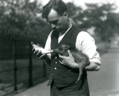 Le gardien Harry Warwick nourrit au biberon un bébé phacochère au zoo de Londres, en août 1922 - Frederick William Bond