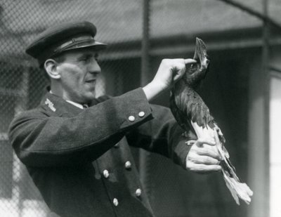 Le gardien Thomas Raggett caressant un Grand calao indien sous son bec, Zoo de Londres - Frederick William Bond