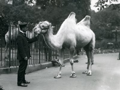 Gardien W. Styles avec un chameau de Bactriane au zoo de Londres, juillet 1914 - Frederick William Bond
