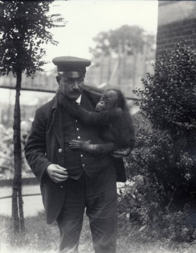 Gardien Z. Rodwell tenant un jeune orang-outan au zoo de Londres, octobre 1913 - Frederick William Bond