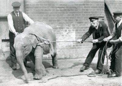 Les gardiens A. Church, Charles Eyles et H. Robertson essayant de mener un bébé éléphant d