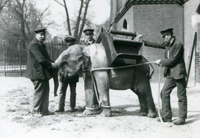 Les gardiens Jack Milbourne, H Robertson et Thomas entraînent un jeune éléphant asiatique, zoo de Londres, mai 1922 - Frederick William Bond