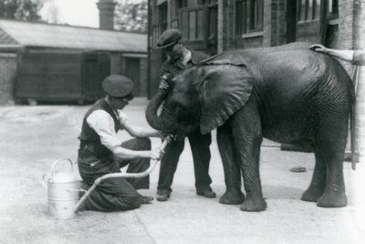 Les gardiens aident le jeune éléphant africain mâle Kiberenge à boire d