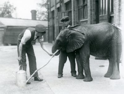 Les gardiens aident le jeune éléphant mâle africain Kiberenge à boire d