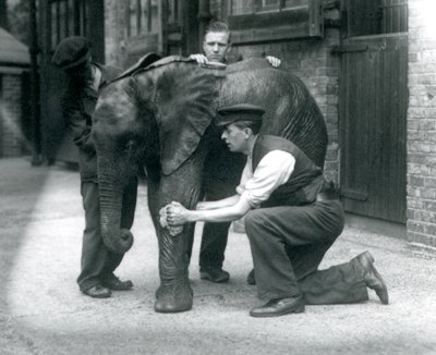 Gardiens huilant la peau du jeune éléphant africain mâle Kiberenge, zoo de Londres, juillet 1924 - Frederick William Bond